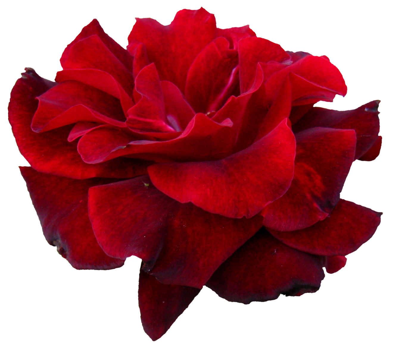 a red rose on a white background