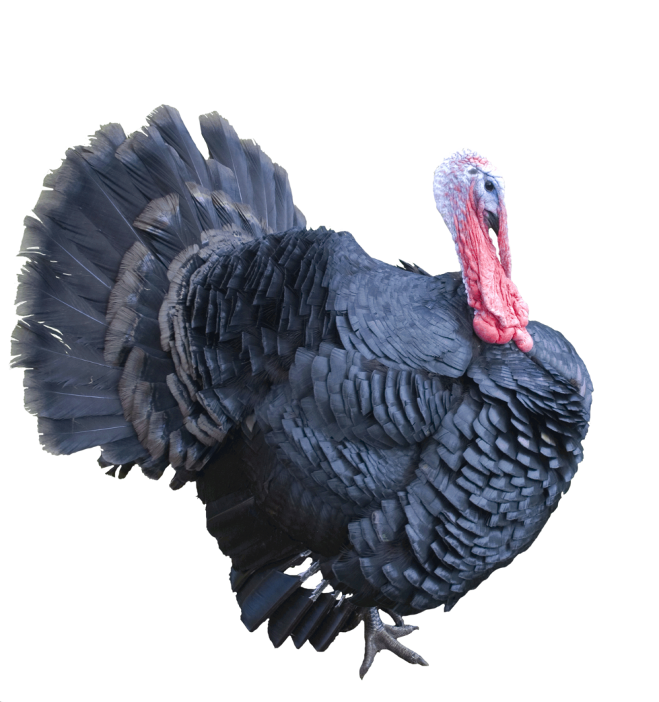 a black turkey standing on a white background