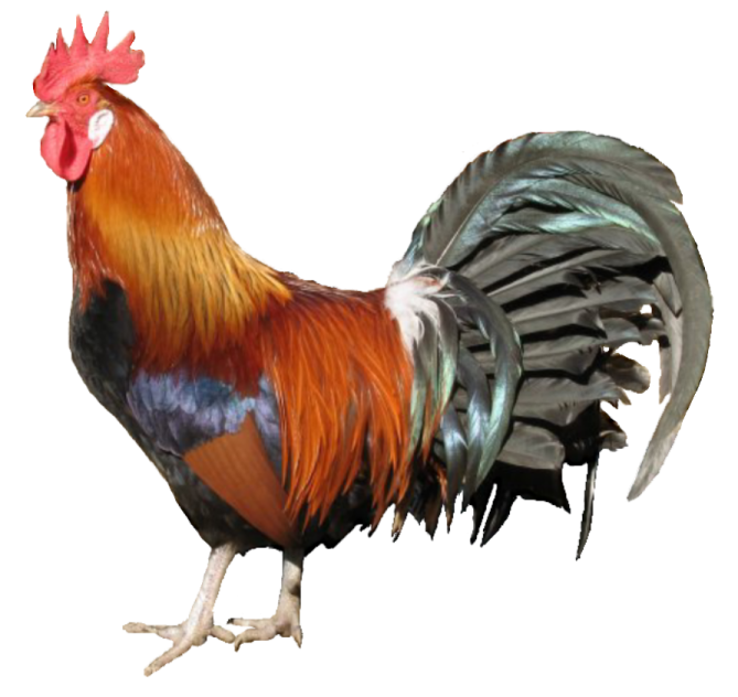 a rooster standing on top of a white surface