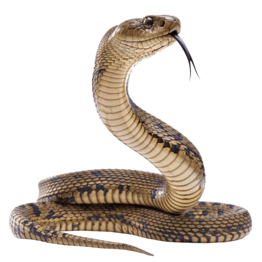 a brown and black snake with its mouth open