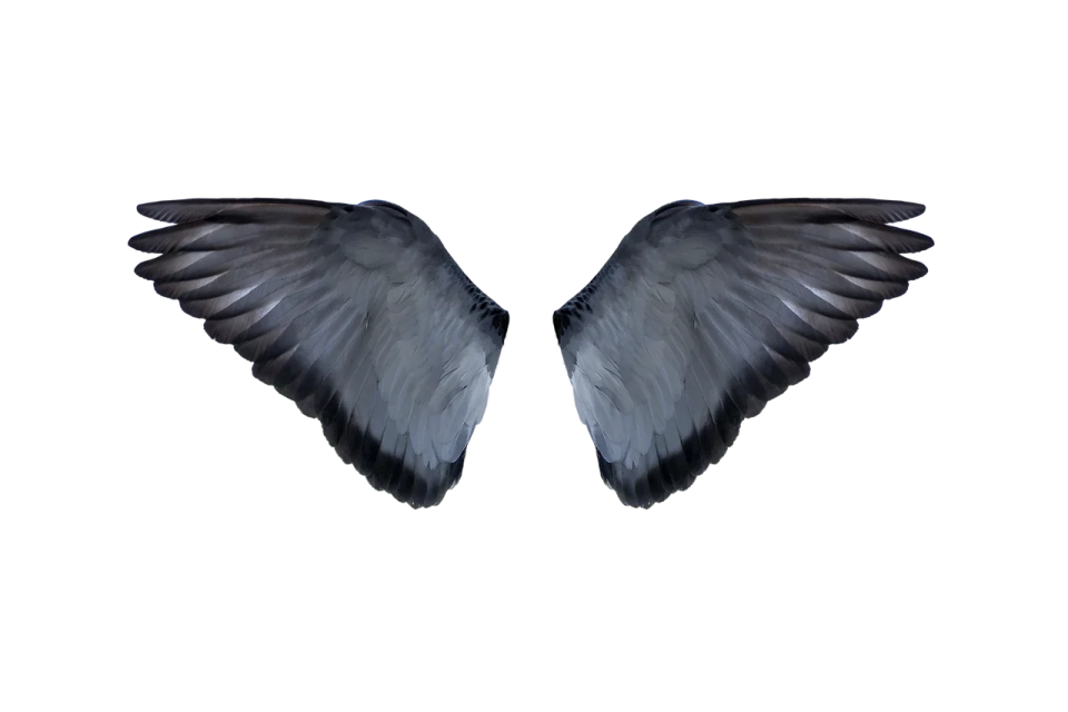 two black wings on a white background
