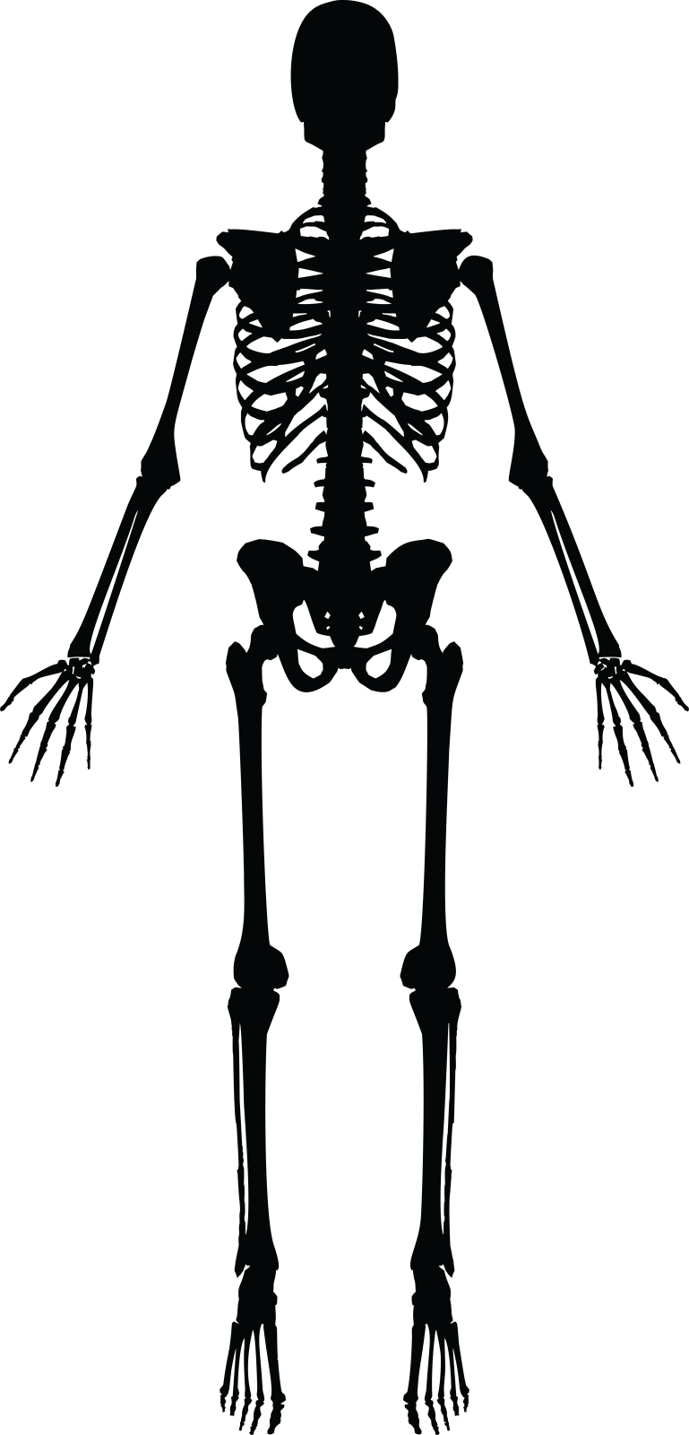 a skeleton silhouetted on a white background