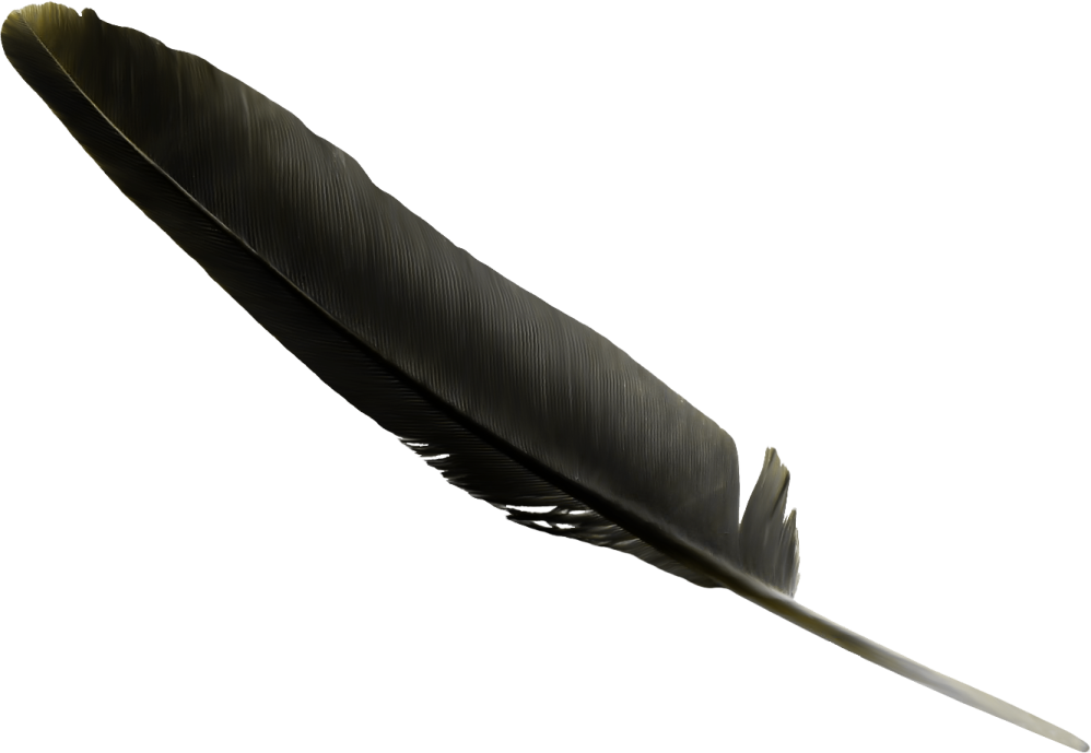 a black feather on a white background