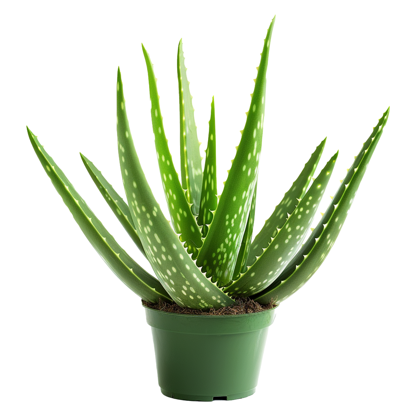 a green plant with white spots on it