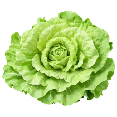 a green cabbage head on a white background
