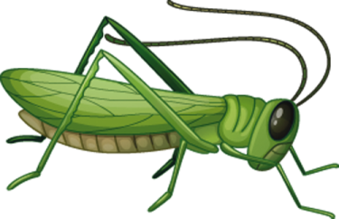 a green grasshopper on a white background