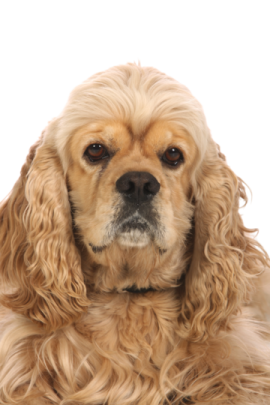 a close up of a dog on a white background