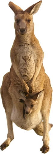 a kangaroo with its baby in its pouch