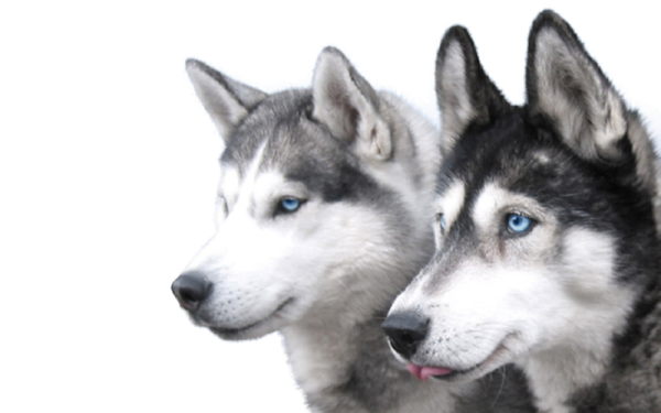 two husky dogs with blue eyes on a white background