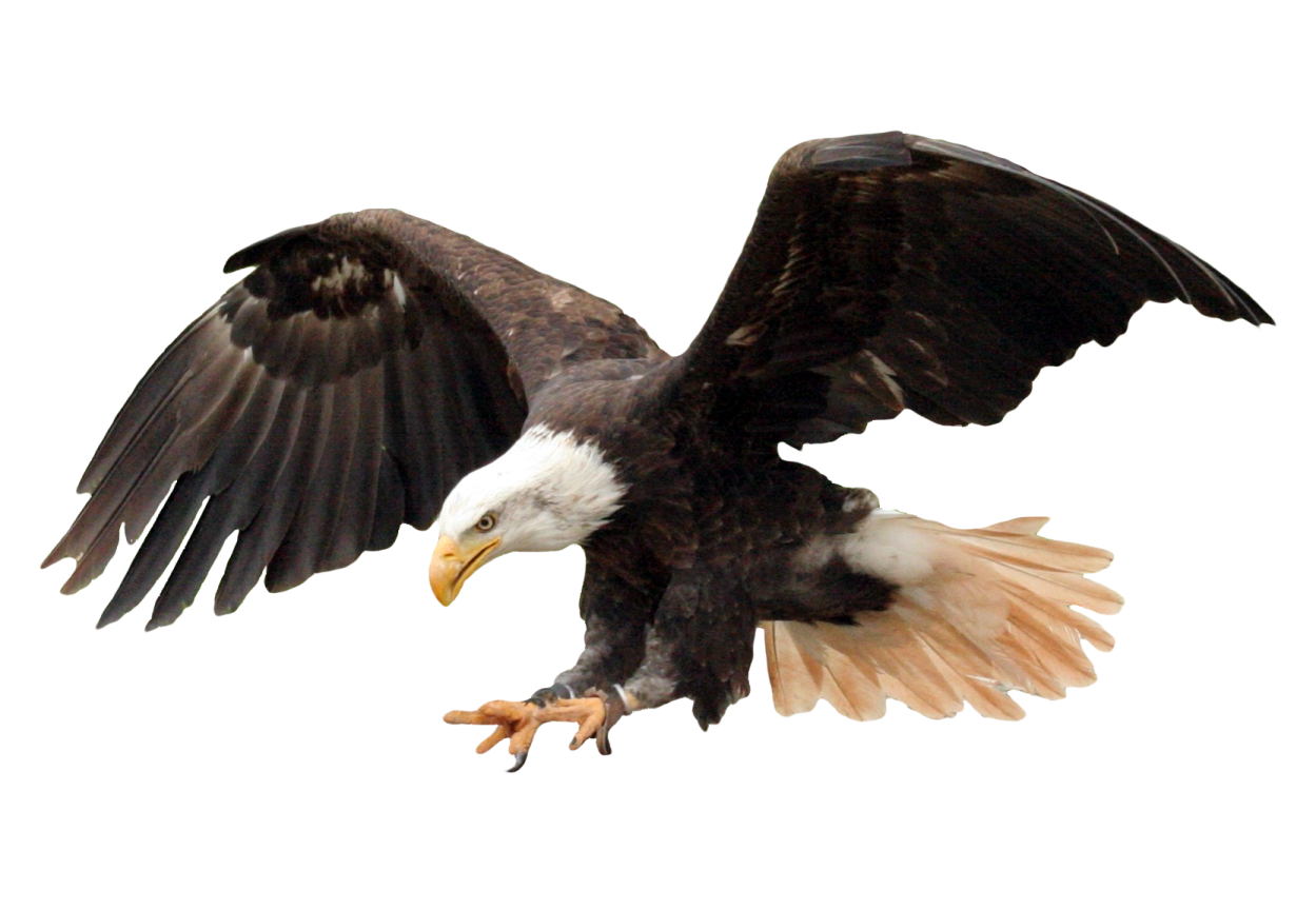 an eagle is flying with its wings spread