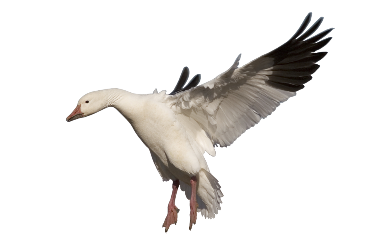 a white and black bird flying through the air