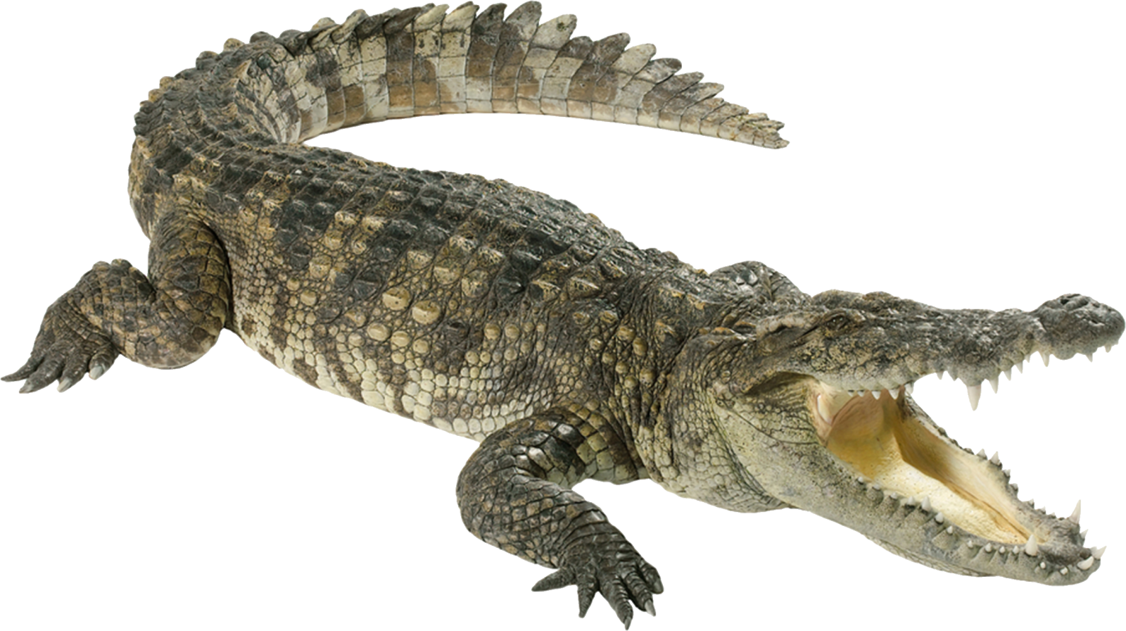 a large crocodile with its mouth open