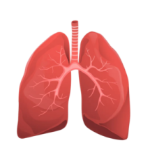 a diagram of the lungs