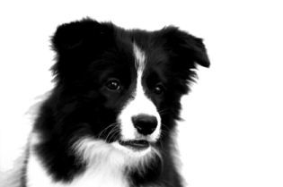 a black and white dog sitting on the ground