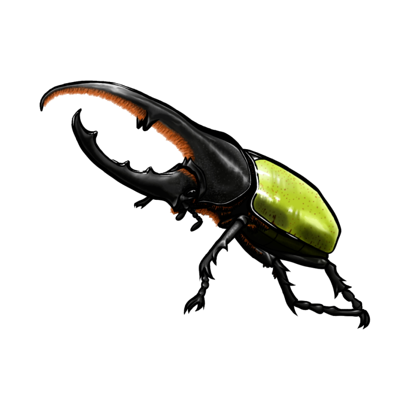 a black beetle with orange and green stripes