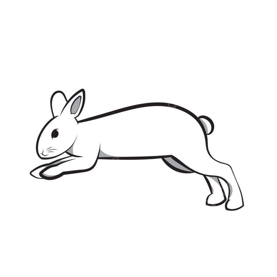 a black and white rabbit running