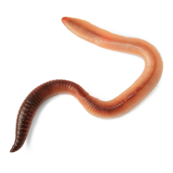 a worm on a white background