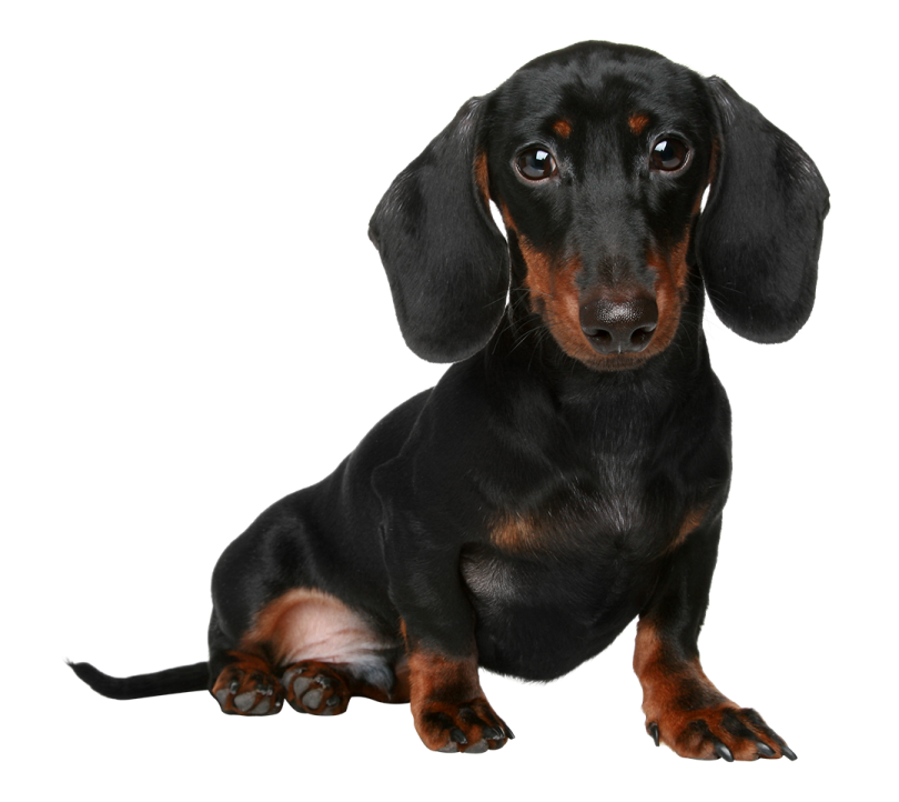 a black and brown dog sitting on a white surface