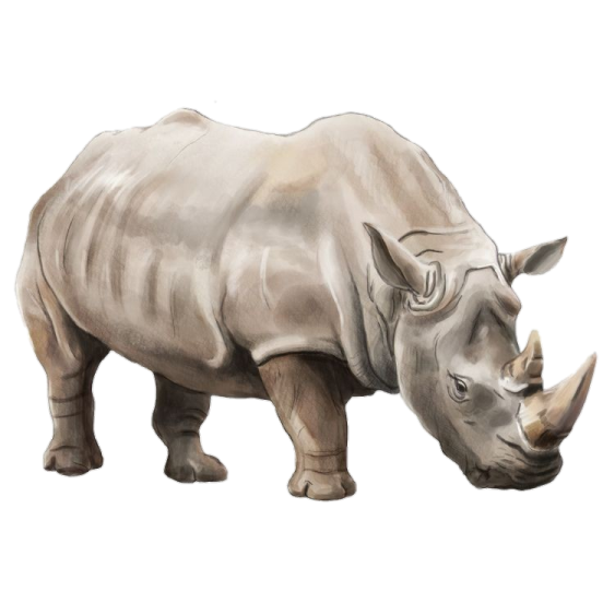 a drawing of a rhino