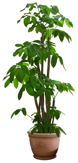 a potted plant on a white background