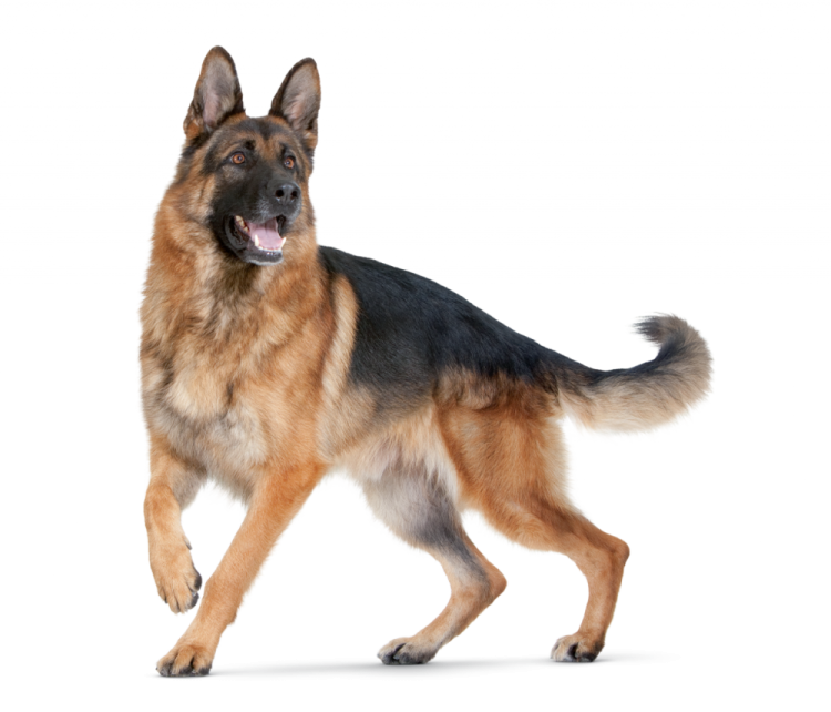 a german shepherd dog running on a white background
