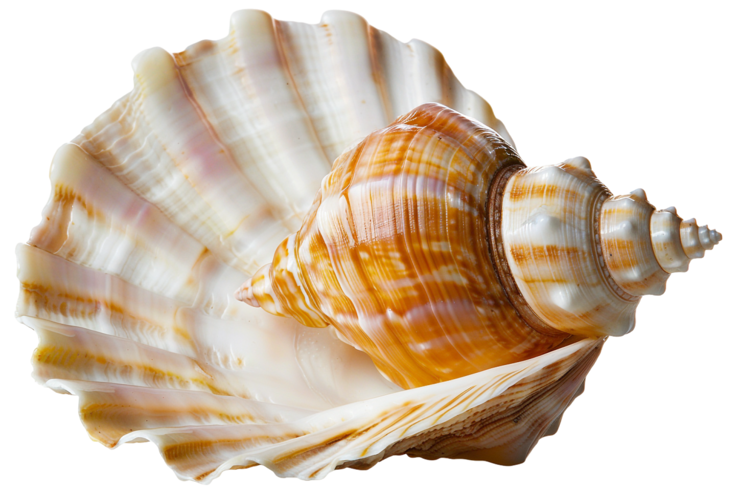 a close up of a sea shell on a white background