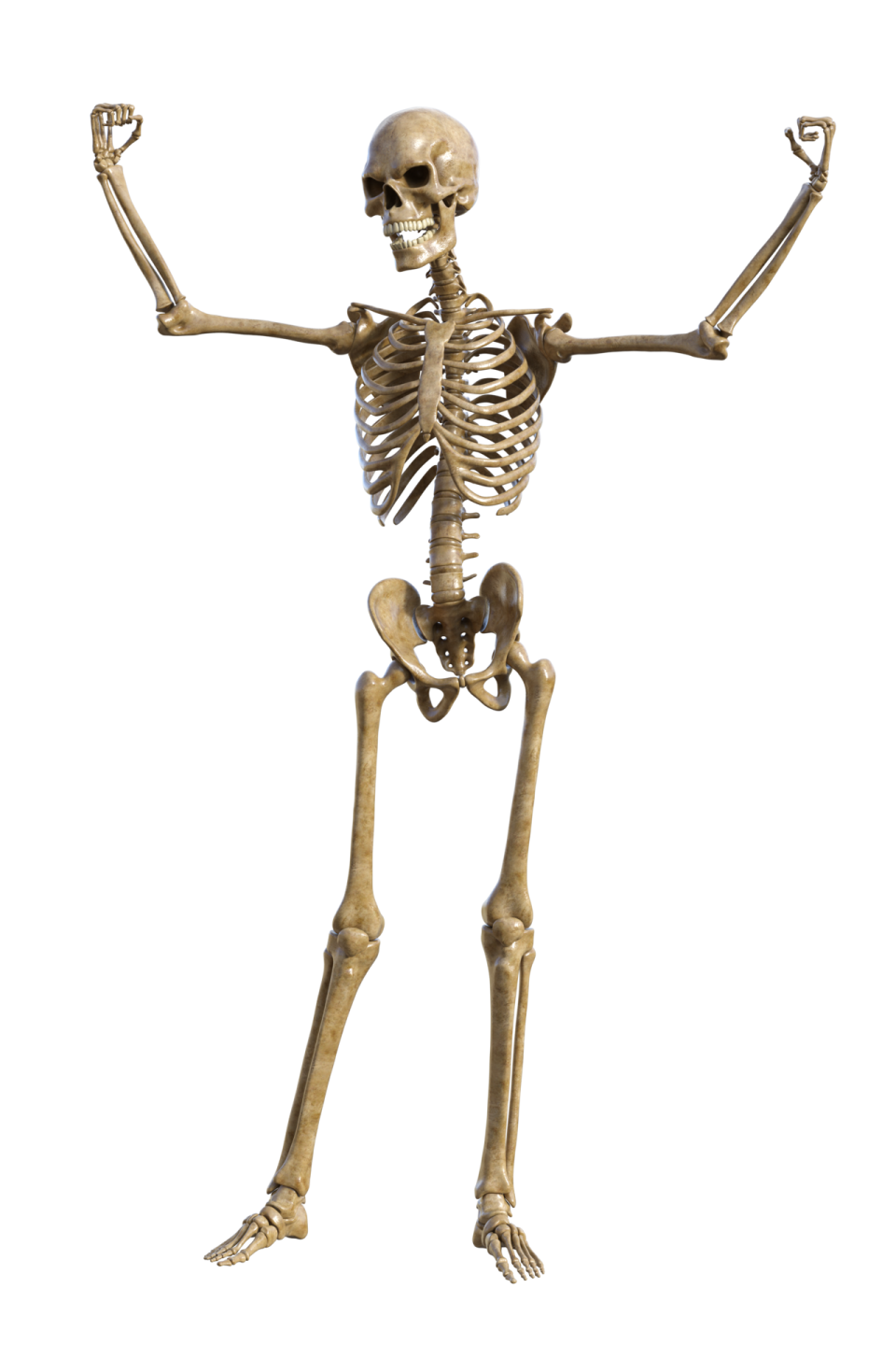 a skeleton with arms outstretched in the air