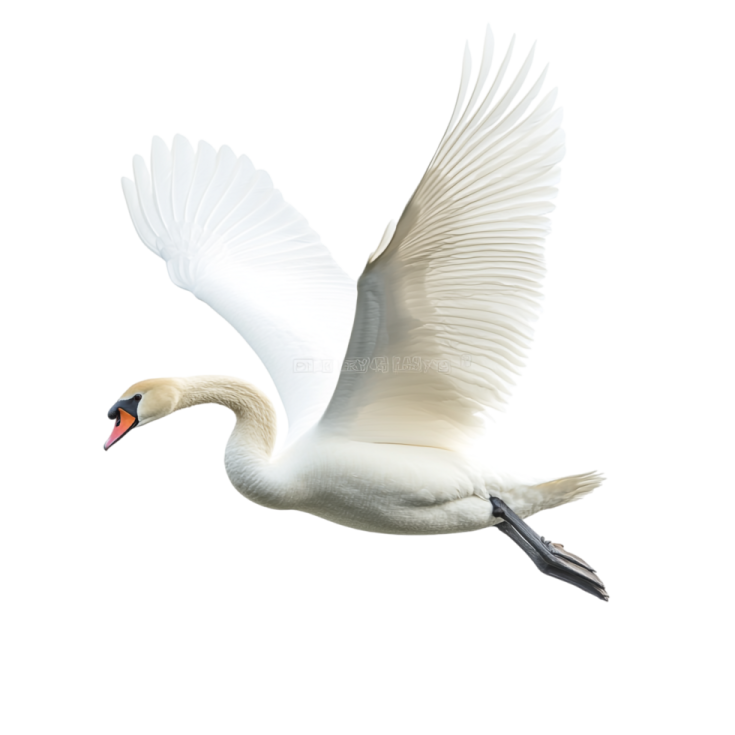 a swan flying in the air with its wings spread
