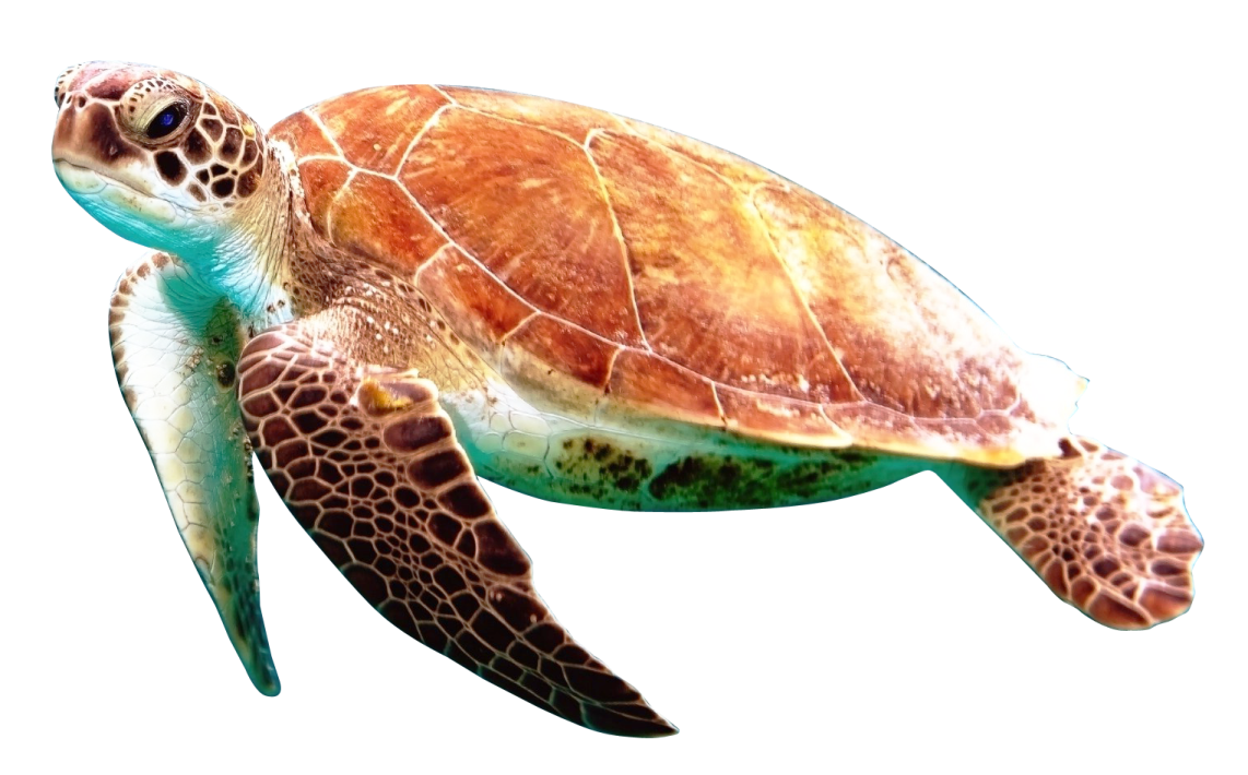 a green sea turtle on a white background