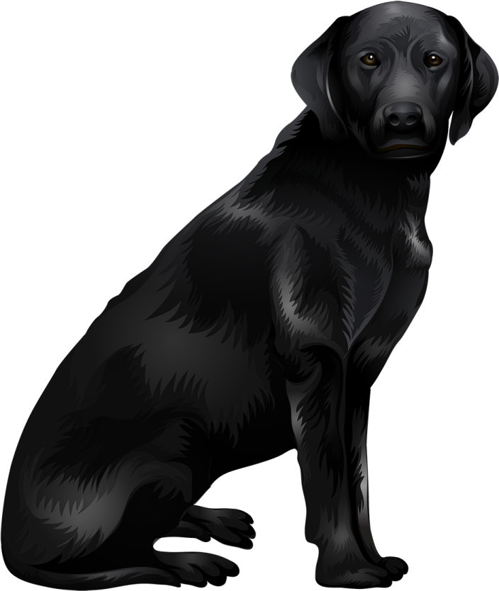 a black labrador dog sitting on the ground