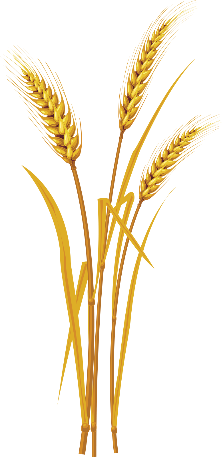 two stalks of wheat on white background