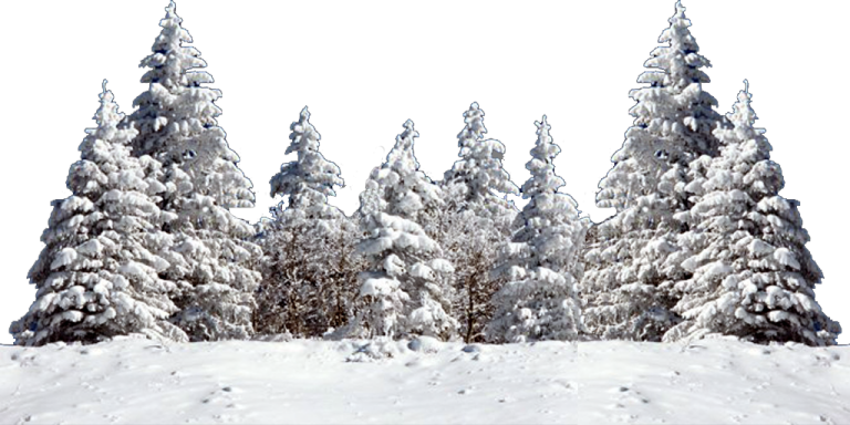 a group of trees covered in snow