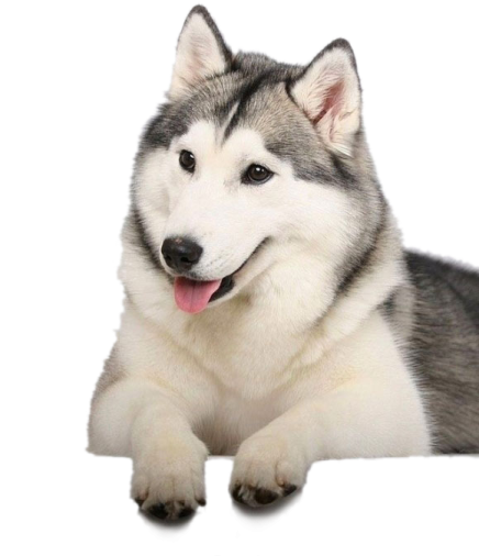 a husky dog laying down with its tongue out