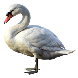 a white swan is standing on the ground