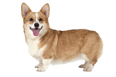 a small dog standing in front of a white background