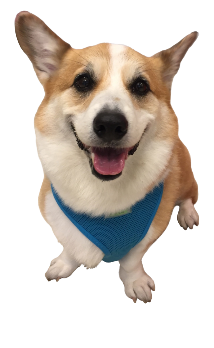 a small dog wearing a blue banda