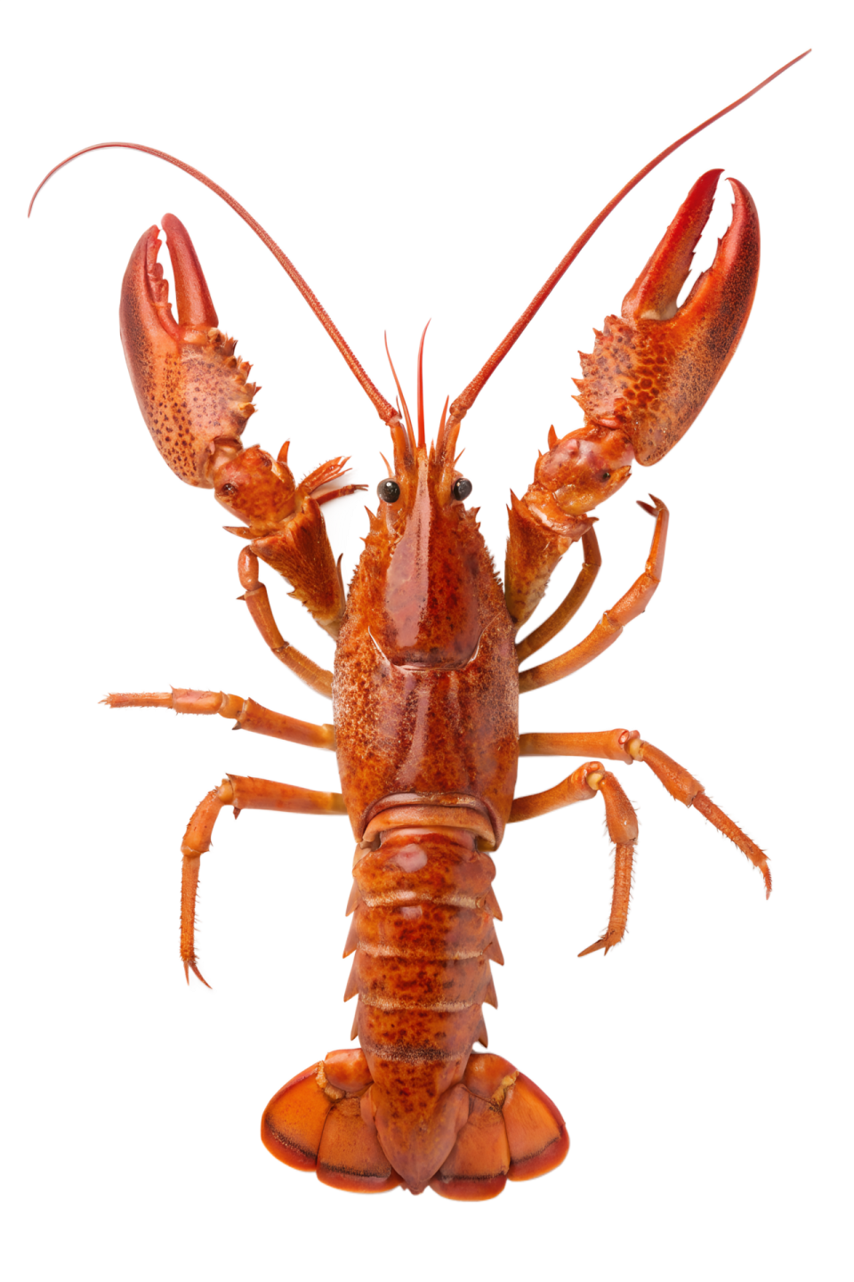 a lobster on a white background