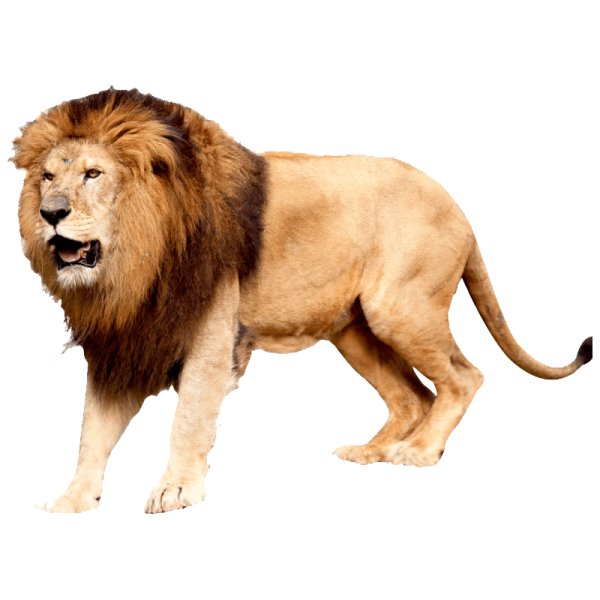 a lion walking on a white background