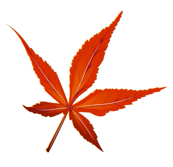 a red leaf on a white background
