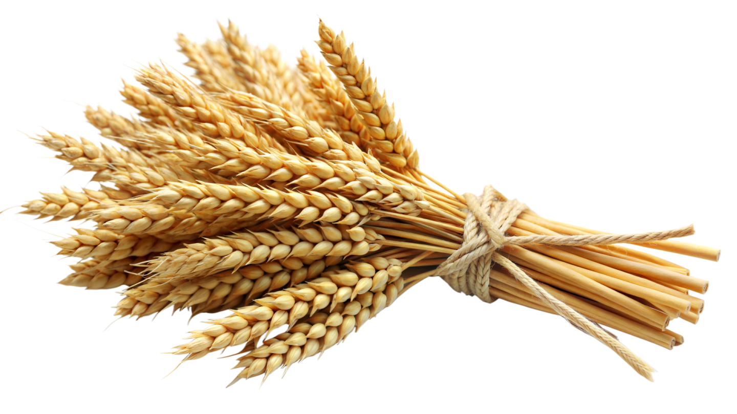 a bunch of wheat on a white background