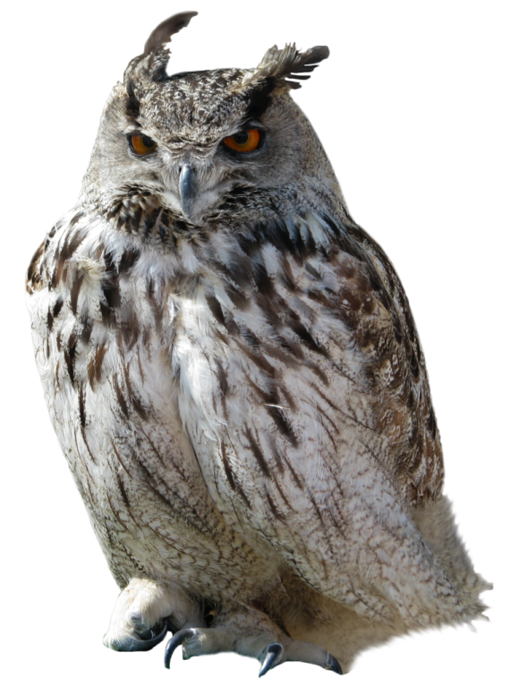 an owl is sitting on a white surface