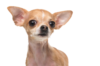 a small dog is looking at the camera