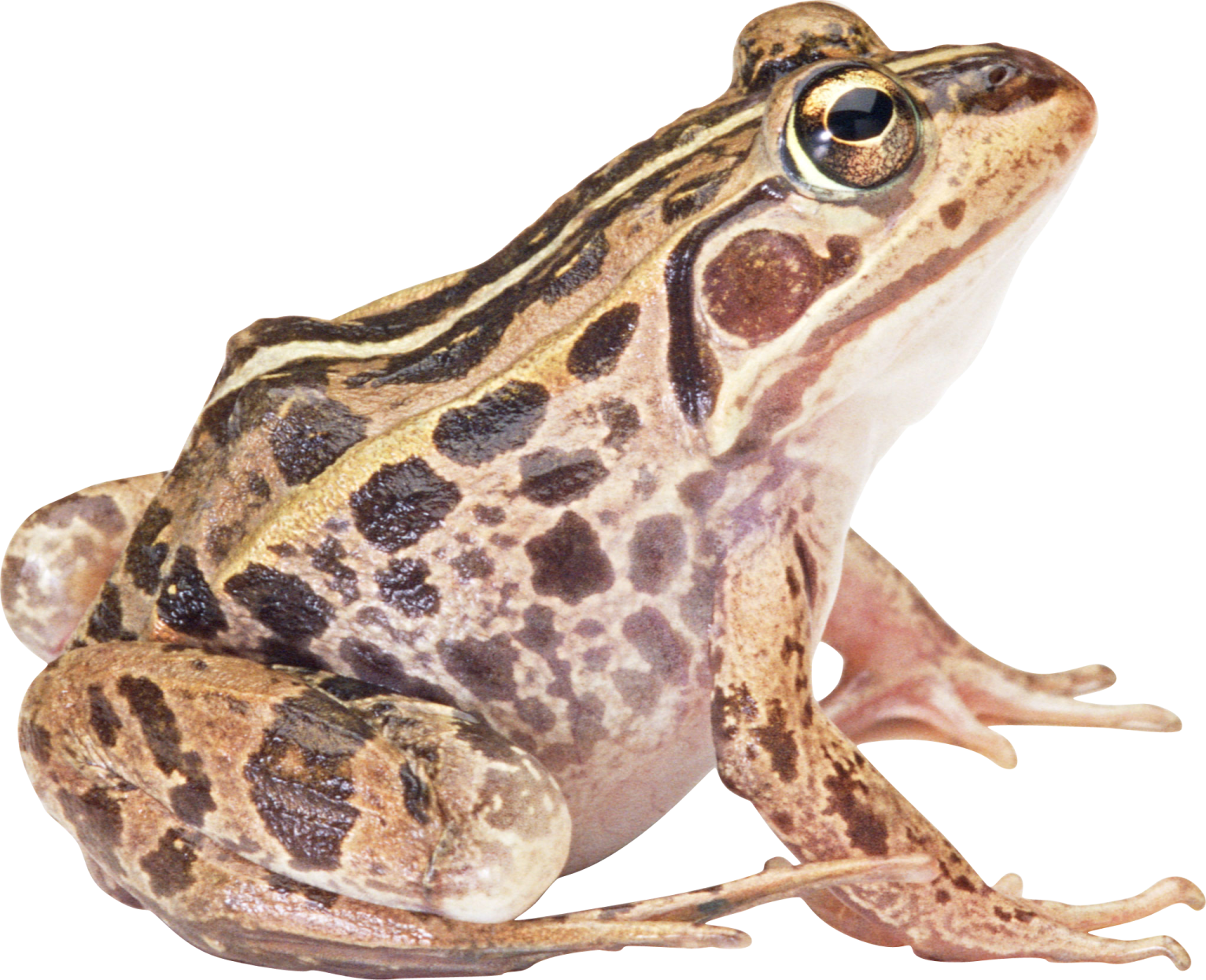 a close up of a frog on a white background