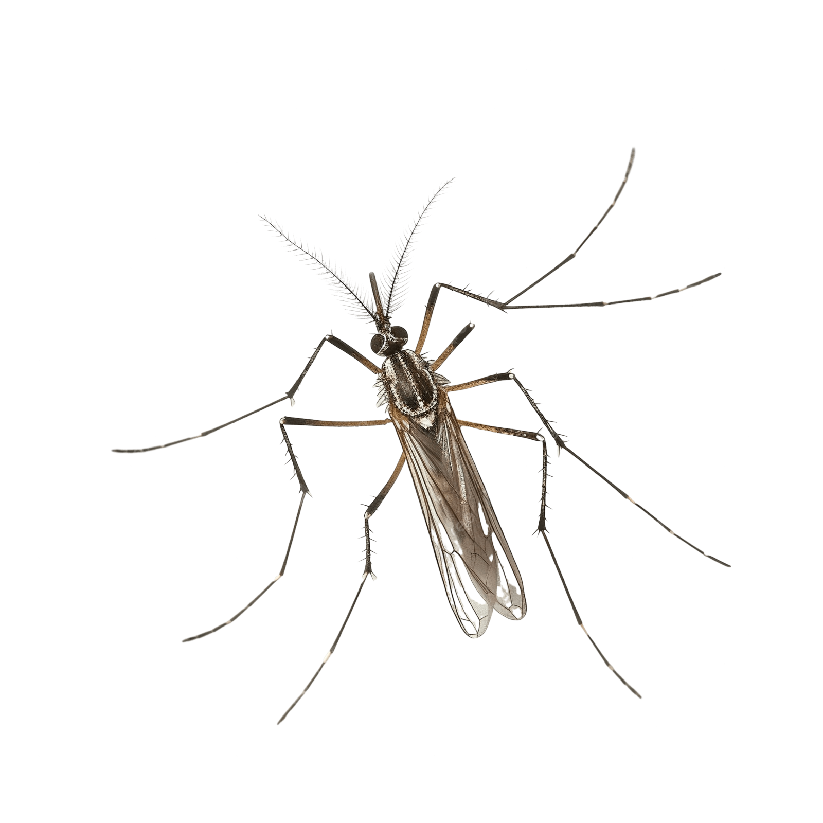 a mosquito on a white background