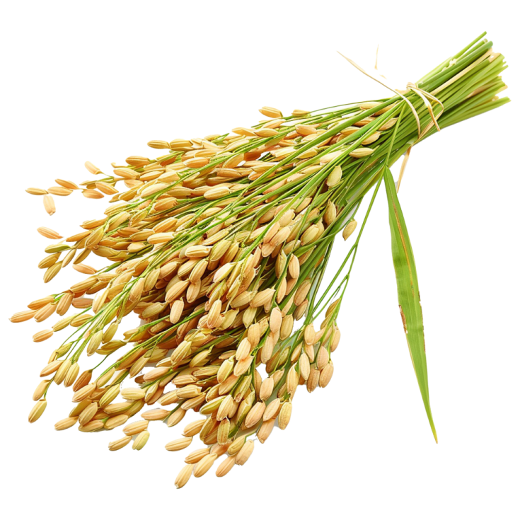 a bunch of wheat on white background