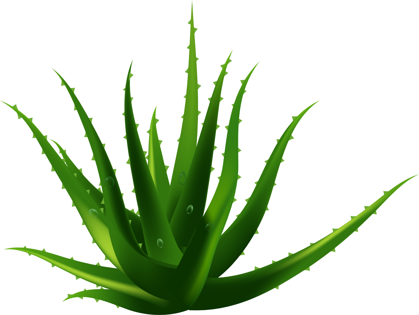 a green plant with water droplets on it