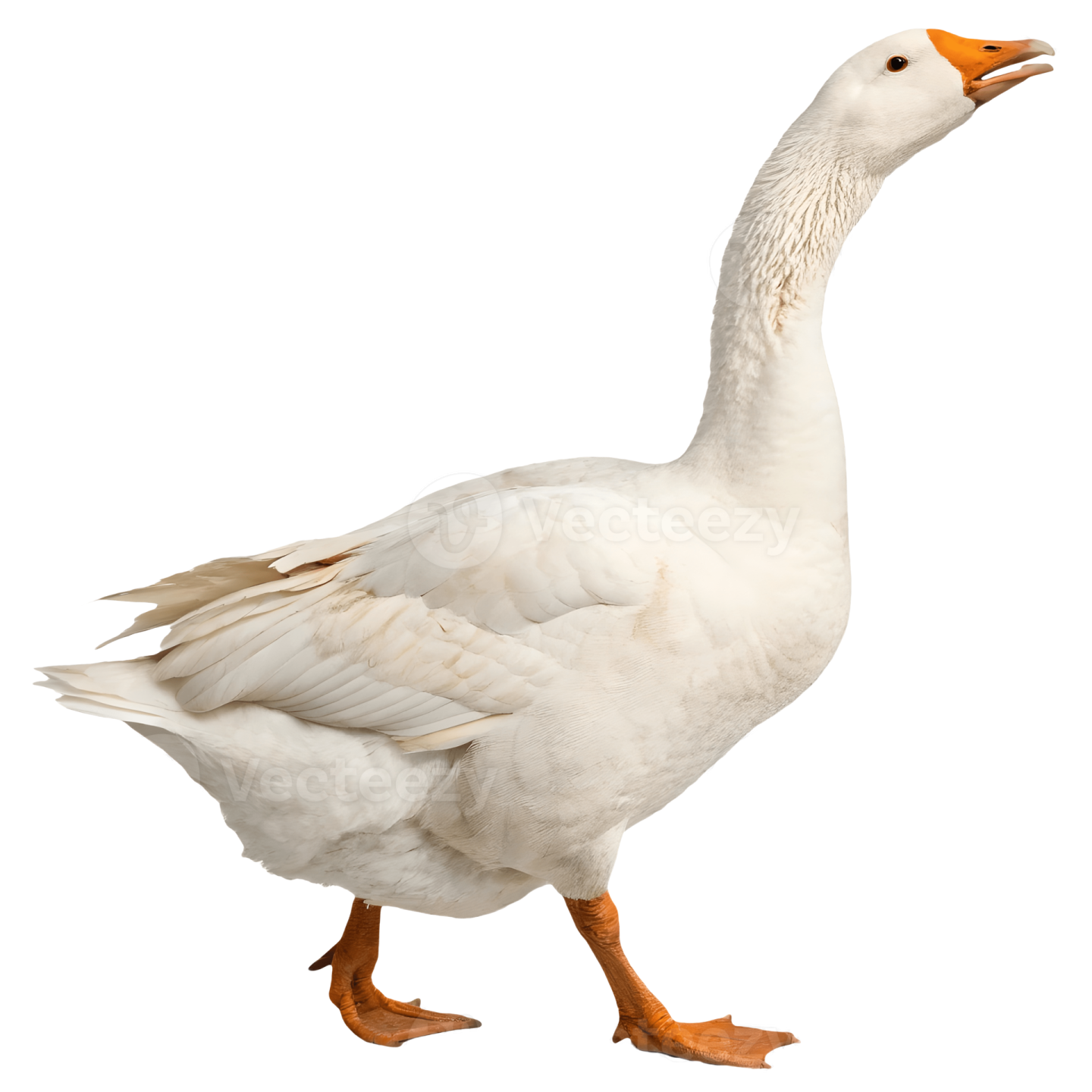 a white duck with orange feet walking towards the camera