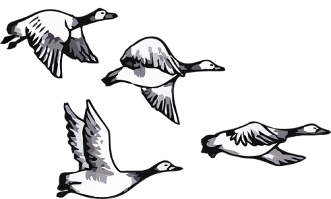a group of birds flying in the air