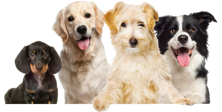 a group of dogs