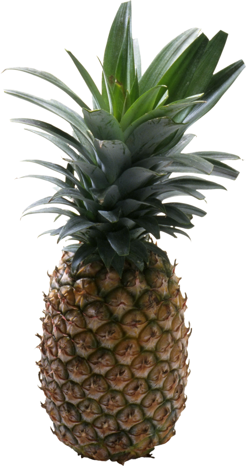 a pineapple on a white background